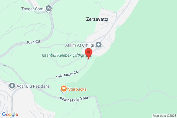 Mavi Kelebek ÇiÇekligi
